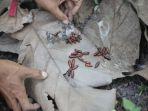 Penampakan-kepompong-ulat-jati-atau-entung-jati.jpg