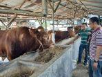 Penampakan-sapi-kurban-dari-Presiden-RI-Prabowo-Subianto-untuk-warga-Tegal.jpg