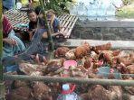 Penjual-ayam-merah-hidup-marak-ditemui-di-pinggir-jalanan-Kabupaten-Kendal.jpg