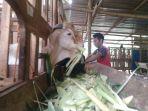 Peternak-kambing-asal-Bae-Kudus-Muhammad-Alif-Shodikin-memberikan-pakan-ternak.jpg