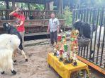 Peternakan-kambing-etawa-di-Desa-Tangkil-Kemalang-Klaten-lereng-Gunung-Merapi.jpg