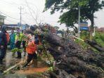 Petugas-berjibaku-memotong-batang-Pohon-Kranji-yang-roboh-di-Jalan-Pantura-Kudus-Pati.jpg