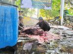 Petugas-penyembelihan-sedang-memotong-daging-sapi-kurban.jpg