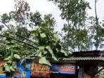 Pohon-tumbang-di-Desa-Kancilan.jpg