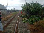 Pohon-tumbang-yang-sempat-mengganggu-perjalanan-kereta-api.jpg