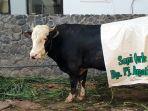 Sapi-Kurban-Pj-Bupati-Pati.jpg