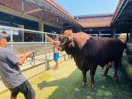 Sapi-bernama-Genzo-milik-Muhram-Oka.jpg