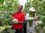Sekda-Provinsi-Jateng-Sumarno-panen-melon-premium.jpg