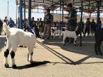 Suasana-kontes-Kambing-PE-Ras-Kaligesings.jpg