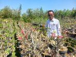 Sumardi-berada-di-antara-tanaman-hias-adenium-miliknya-di-D.jpg