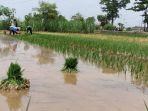 Tanam-Padi-Petani-di-Kudus.jpg