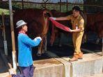 Tim-dokter-hewan-DKPPP-Kota-Tegal-mengambil-feses-sapi-kurban.jpg