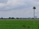 Tyto-Alba-yang-dibudidayakan-untuk-mengendalikan-tikus-di-sawah-Sukoharjo.jpg