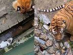 Viral-anak-kucing-masuk-ke-kandang-harimau-di-Kebun-Binatang-Johor-Malaysia.jpg