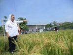 Wali-kota-Semarang-Hevearita-Gunaryanti-Rahayu-meninjau-perkembangan-padi-varietas-biosalin.jpg