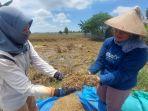 Warga-dan-petani-di-Demak-mengais-gabah-busuk-setelah-terendam-banjir.jpg