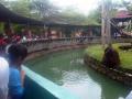 bonbin-mangkang-semarang-25-des.jpg