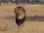 cecil-si-singa_20150729_000033.jpg