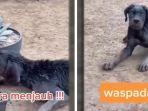 ciri-anjing-rabies.jpg