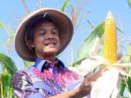 ganjar-panen-jagung-di-boyolali-jateng.jpg