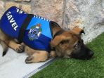 gavel-anjing-pelacak_20180803_160825.jpg