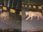 harimau-Sumatra-melintas-di-Jalinbar.jpg