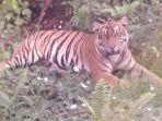 harimau-sumatera-terkam-manusia.jpg