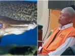 ikan-aligator-gar-yang-dilarang-dipelihara-di-Indonesia-dan-Kanan-Mbah-Piyono-61.jpg