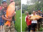 ikan-mas-jumbo.jpg