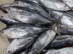 ilustrasi-ikan-tongkol_20180326_144127.jpg