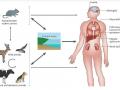 ilustrasi-leptospirosis.jpg