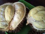 jenis-durian-kudus.jpg
