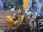 kambing-dicat-zebra.jpg