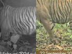 kiri-Harimau-yang-terekam-usai-konflik-pertama-di-Kecamatan-Bandar-Negeri-Suoh.jpg