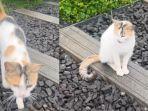 kucing-belang-tiga-penjaga-makam-eril.jpg