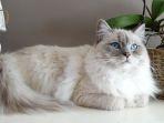 kucing-ragdoll.jpg