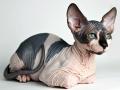 kucing-sphynx-gundul-bulunya.jpg