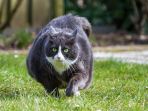 kucing_20180908_181523.jpg