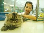 merawat-kucing-penuh-kasih-sayang.jpg