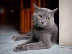 mitos-kucing-busok.jpg