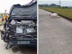 mobil-tabrak-sapi.jpg
