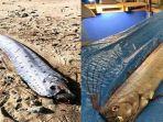 oarfish-munculnya-gempa-dan-tsunami.jpg