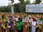 Panen Raya 50 Hektare Lahan Jagung Binaan Baznas Sragen, Hasilnya 270 Ton Jagung