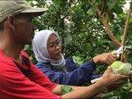 perkebunan-jambu-kristal1.jpg