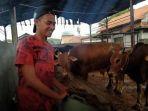 peternak-memberi-makan-sapi.jpg