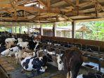 peternakan-sapi-penghasi-susu.jpg