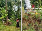 pohon-kelapa-berdiri-lagi.jpg