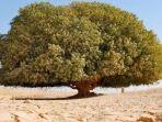 pohon-sahabi.jpg