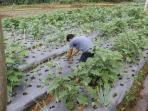 purbalingga-akan-kembangkan-6-desa-wisata-ini-dia_20150416_173620.jpg