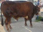 sapi-jokowi.jpg